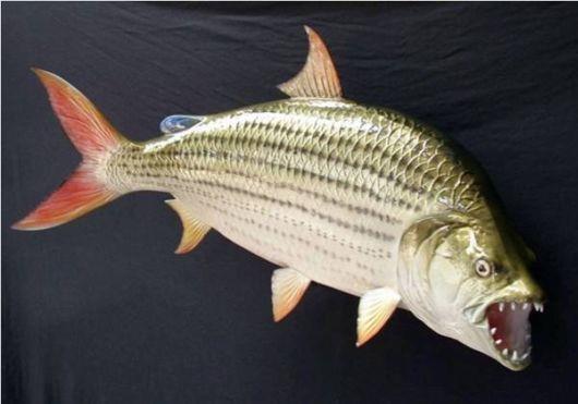 Fish - goliathtigerfish09.jpg